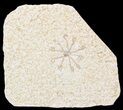 Floating Crinoid (Saccocoma) - Solnhofen Limestone #58299-1